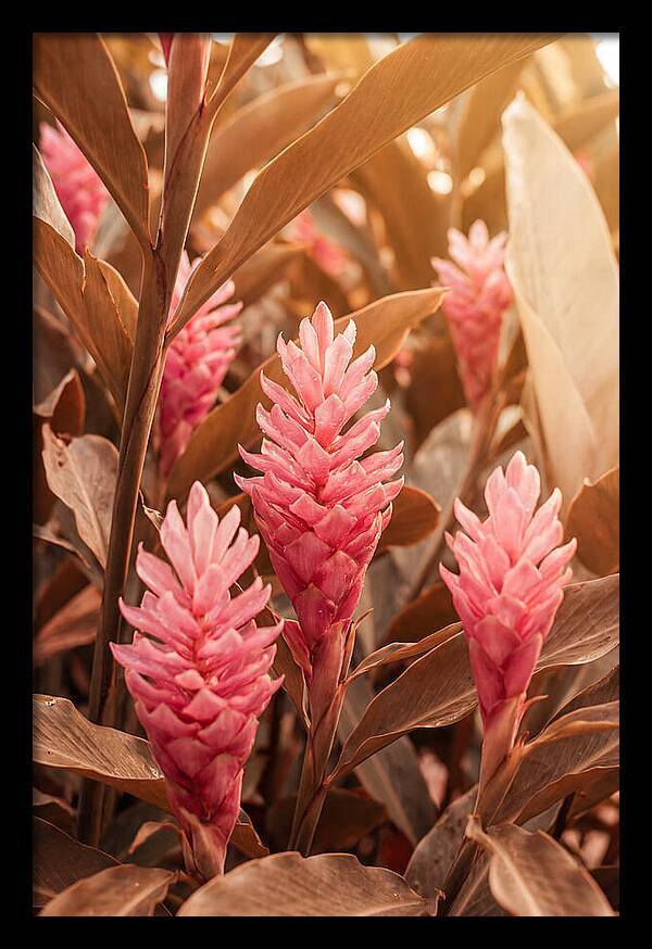 Tropical Ginger Blossom Delight