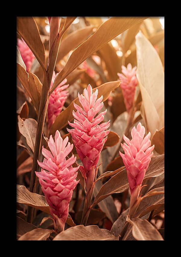 Tropical Ginger Blossom Delight
