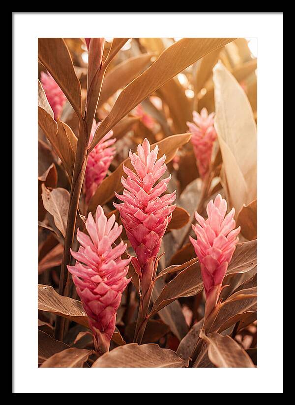 Tropical Ginger Blossom Delight
