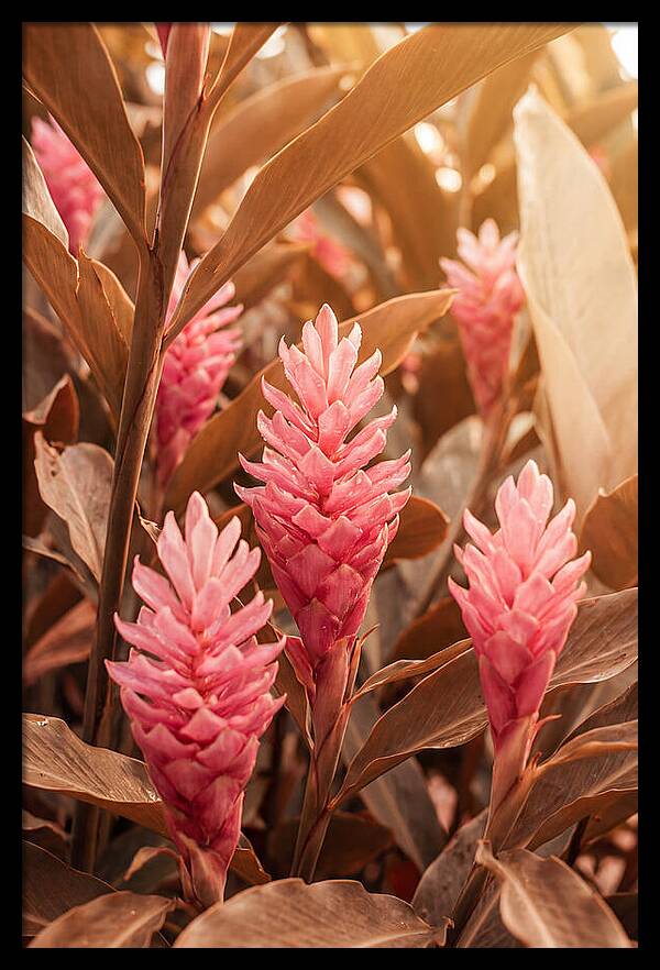 Tropical Ginger Blossom Delight