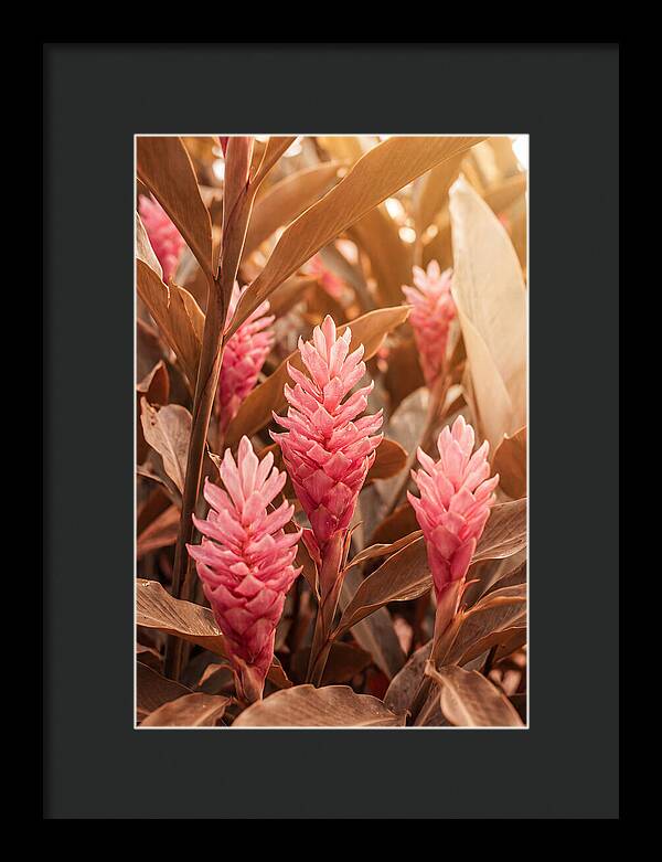 Tropical Ginger Blossom Delight