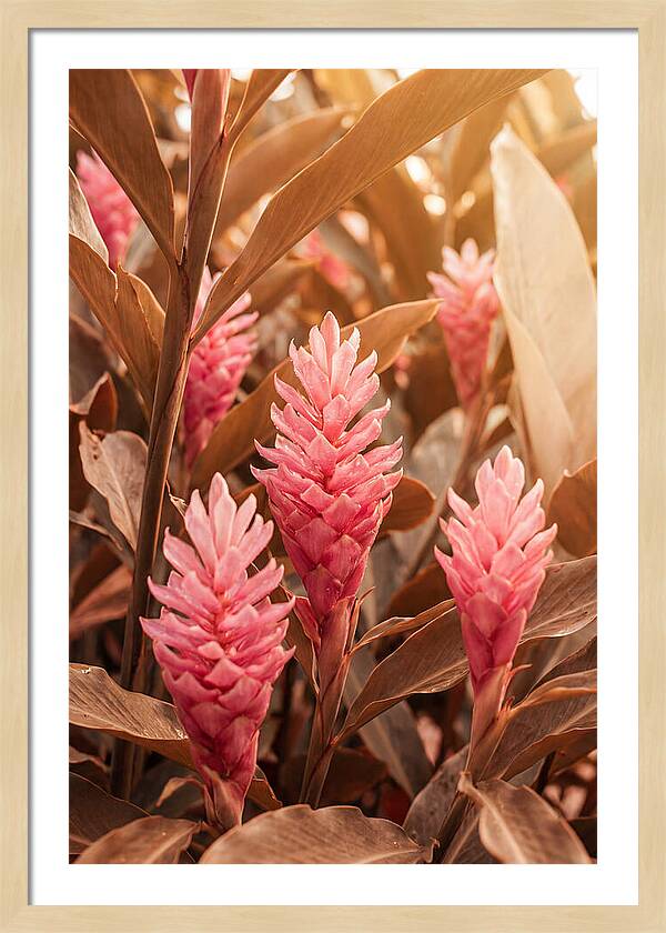 Tropical Ginger Blossom Delight