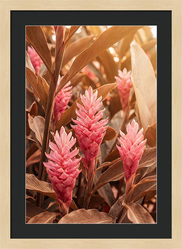 Tropical Ginger Blossom Delight