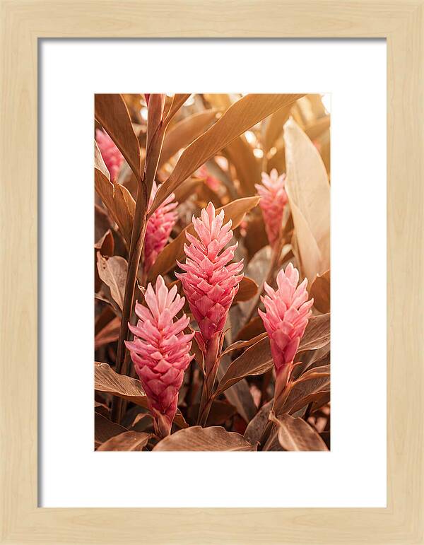 Tropical Ginger Blossom Delight