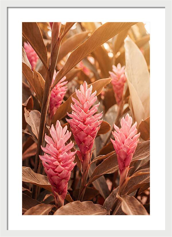 Tropical Ginger Blossom Delight