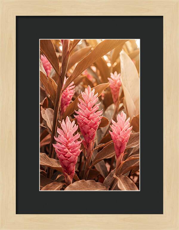 Tropical Ginger Blossom Delight