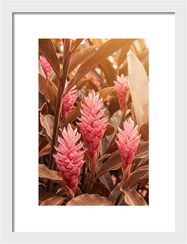 Tropical Ginger Blossom Delight