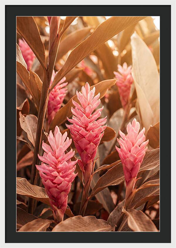Tropical Ginger Blossom Delight