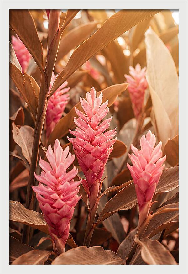 Tropical Ginger Blossom Delight
