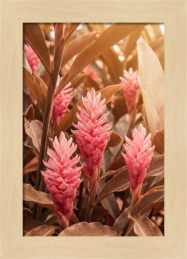 Tropical Ginger Blossom Delight