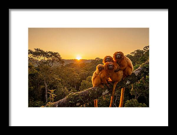 Tropical Harmony Of Golden Lions