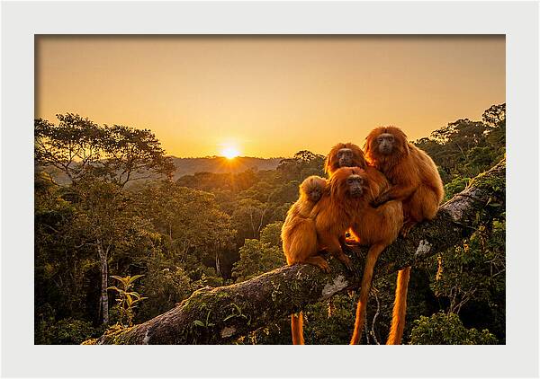 Tropical Harmony Of Golden Lions
