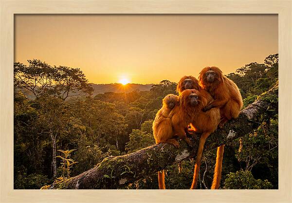 Tropical Harmony Of Golden Lions