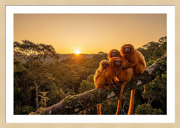Tropical Harmony Of Golden Lions