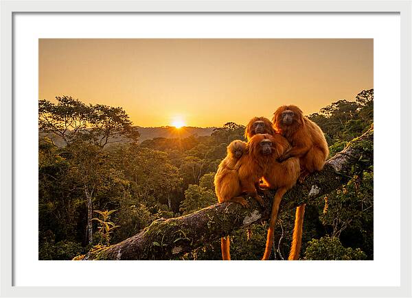 Tropical Harmony Of Golden Lions