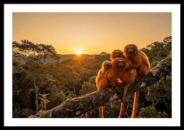 Tropical Harmony Of Golden Lions