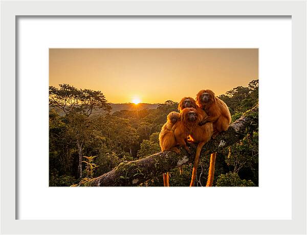 Tropical Harmony Of Golden Lions