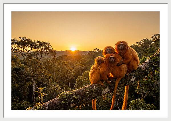 Tropical Harmony Of Golden Lions
