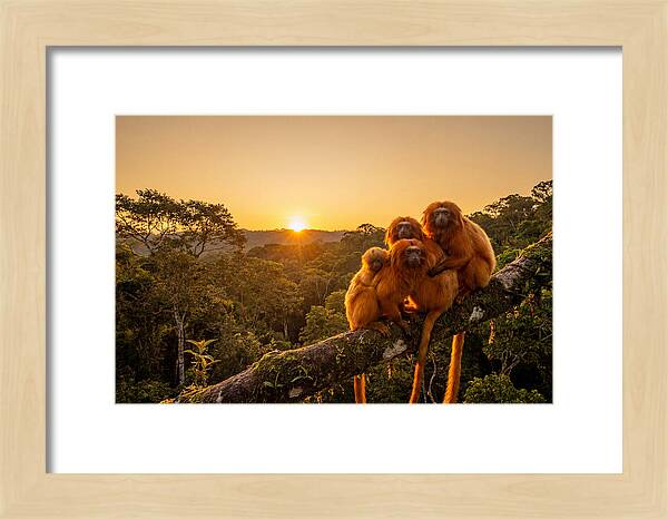 Tropical Harmony Of Golden Lions