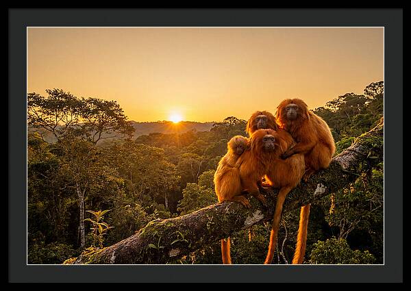 Tropical Harmony Of Golden Lions