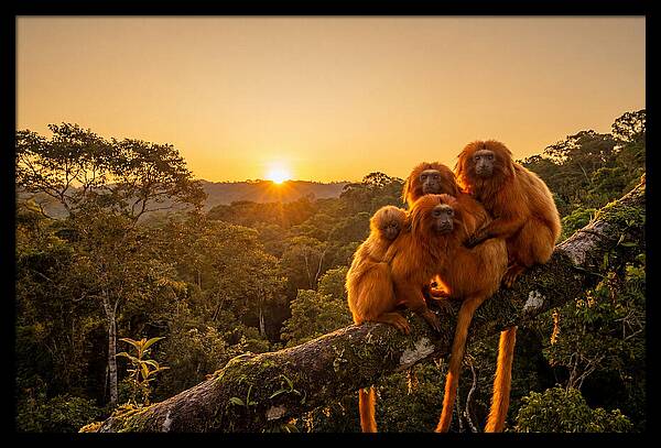 Tropical Harmony Of Golden Lions