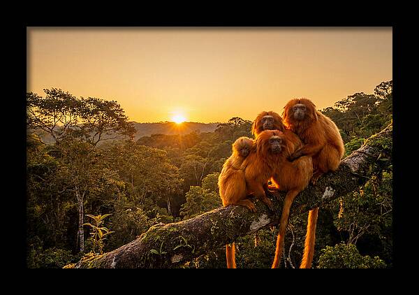 Tropical Harmony Of Golden Lions