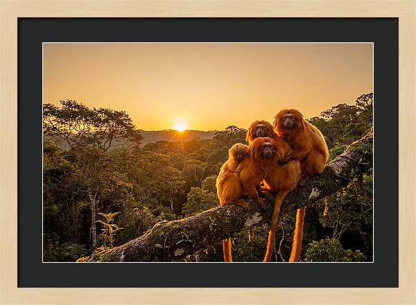 Tropical Harmony Of Golden Lions