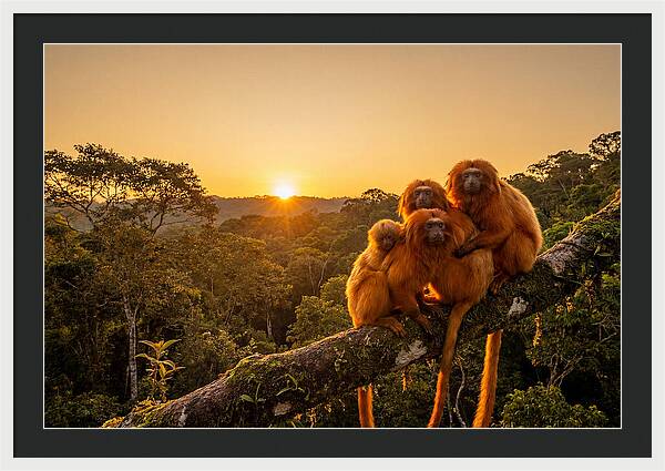 Tropical Harmony Of Golden Lions