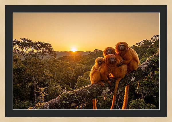 Tropical Harmony Of Golden Lions