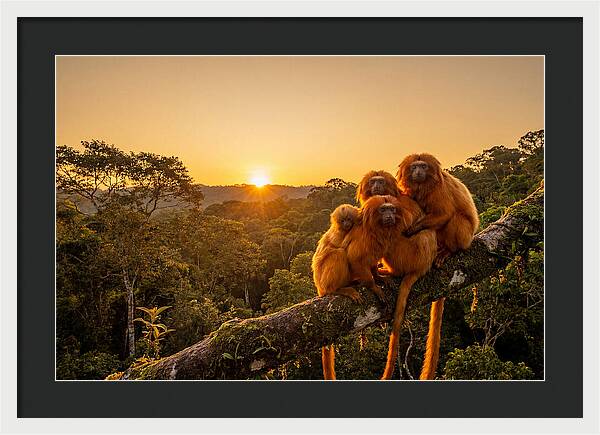 Tropical Harmony Of Golden Lions