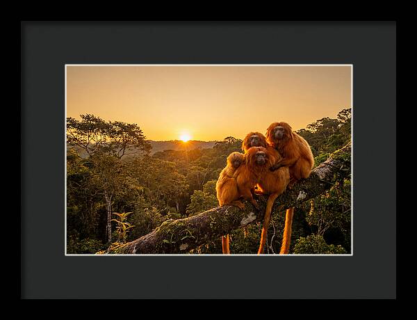 Tropical Harmony Of Golden Lions