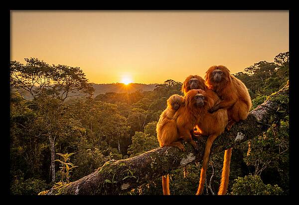 Tropical Harmony Of Golden Lions