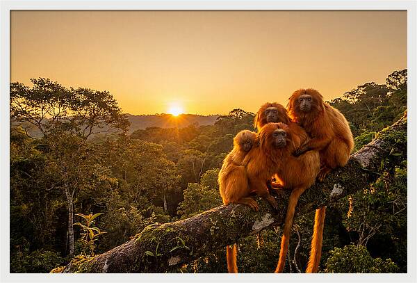 Tropical Harmony Of Golden Lions