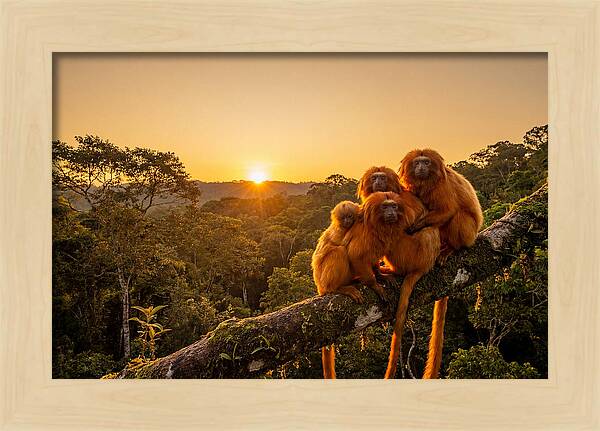 Tropical Harmony Of Golden Lions