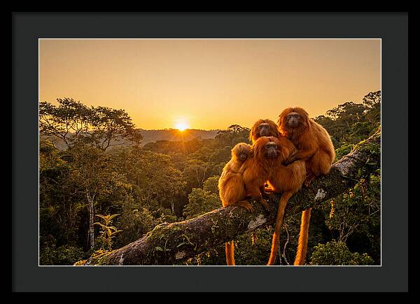Tropical Harmony Of Golden Lions