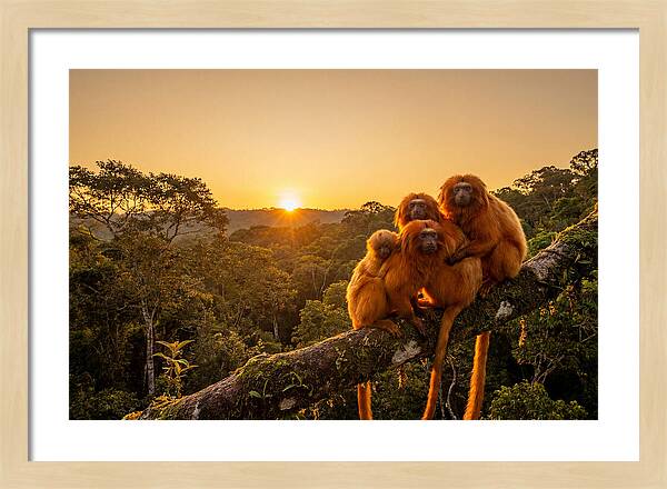 Tropical Harmony Of Golden Lions