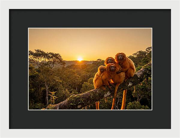 Tropical Harmony Of Golden Lions
