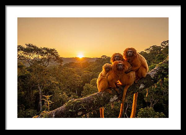 Tropical Harmony Of Golden Lions