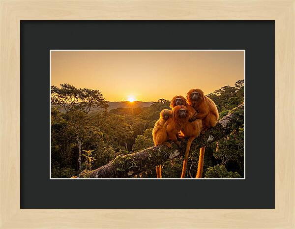 Tropical Harmony Of Golden Lions