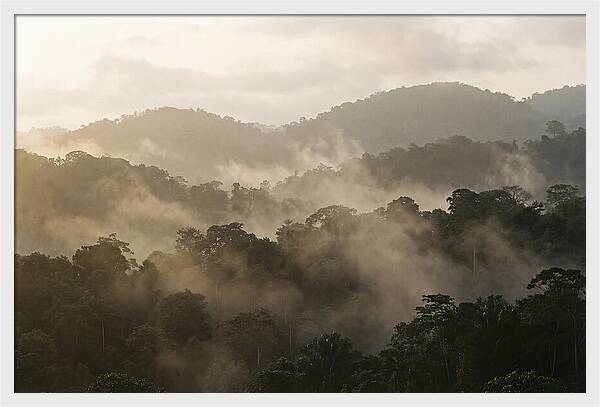 Tropical Morning Mist Rising