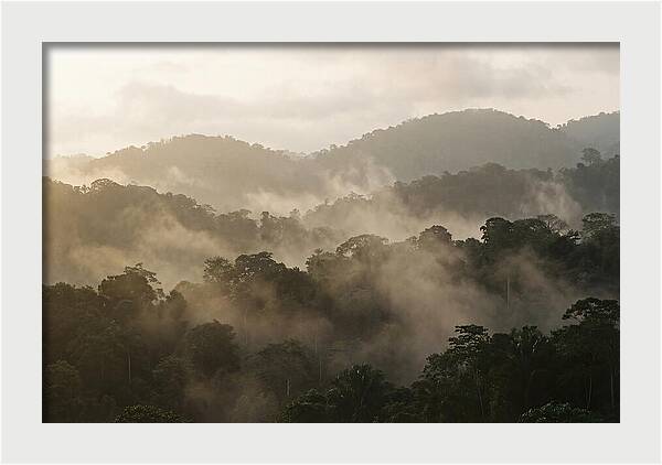 Tropical Morning Mist Rising