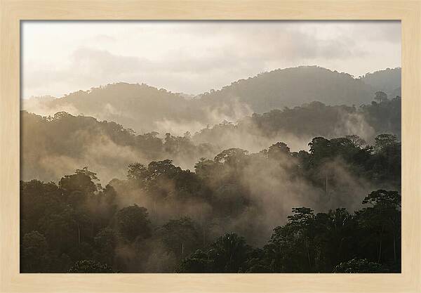 Tropical Morning Mist Rising