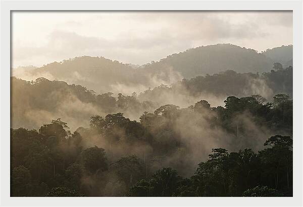 Tropical Morning Mist Rising