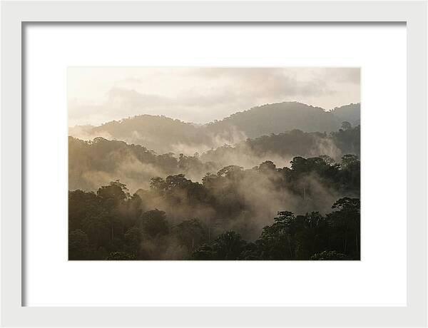 Tropical Morning Mist Rising