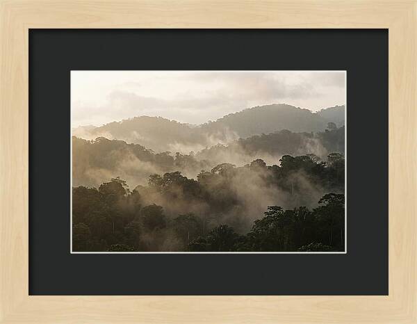 Tropical Morning Mist Rising