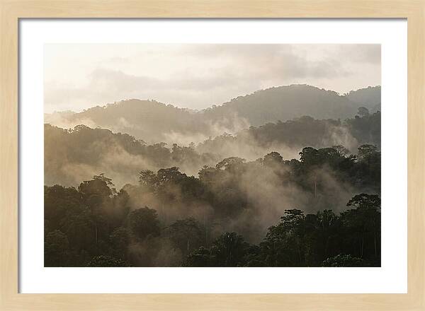 Tropical Morning Mist Rising