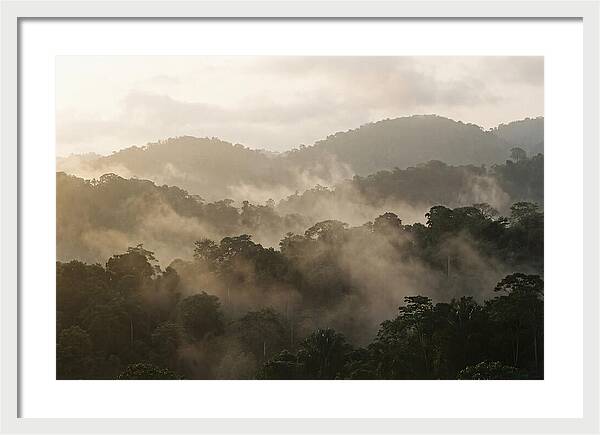 Tropical Morning Mist Rising
