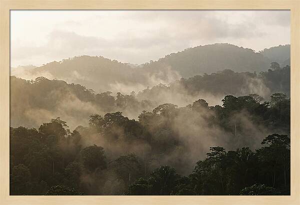 Tropical Morning Mist Rising