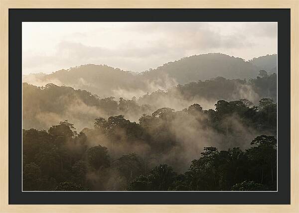 Tropical Morning Mist Rising