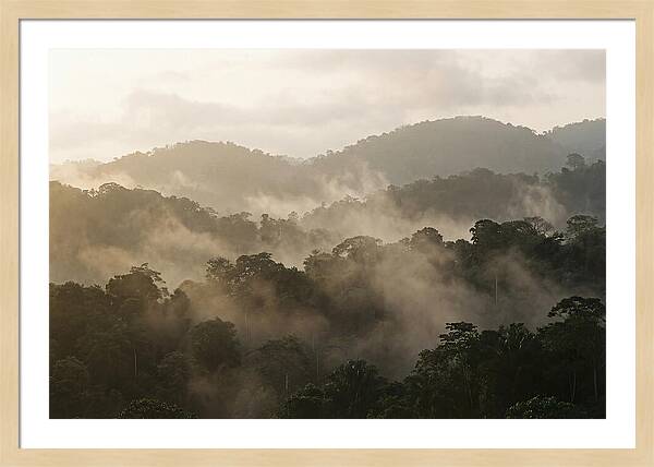 Tropical Morning Mist Rising